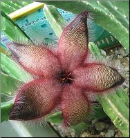 Stapelia macowanii 1 jardin